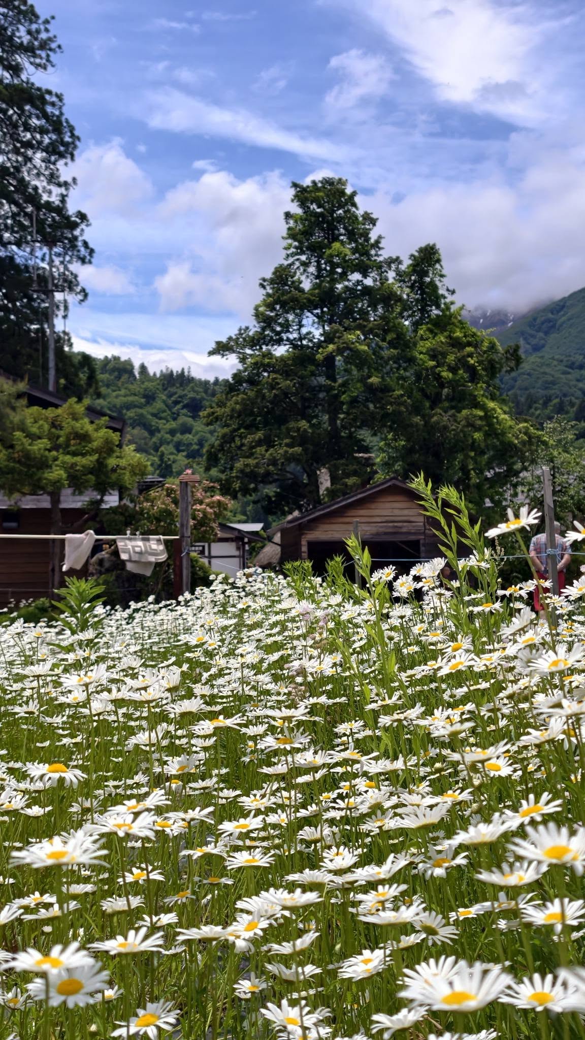 白川鄉